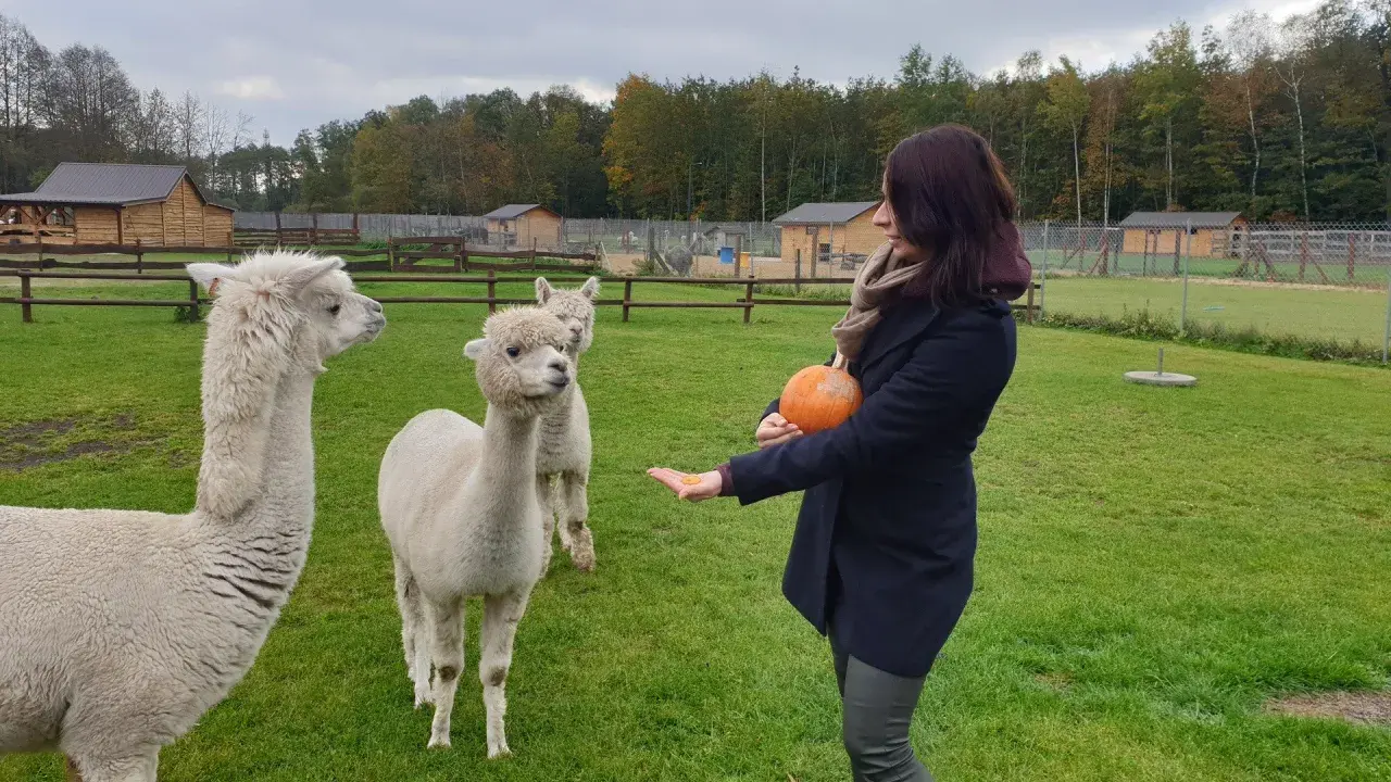 Miła pani karmi alpaki dynią na terenie **dobronianki - mini zoo, agroturystyka**.