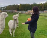 Miła pani karmi alpaki dynią na terenie **dobronianki - mini zoo, agroturystyka**.
