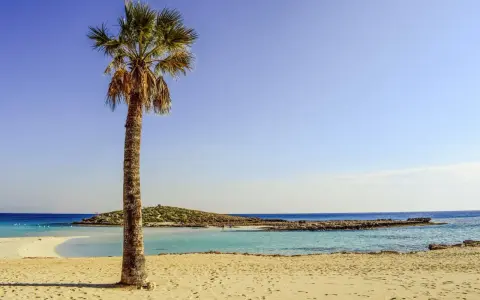 Idealne miejsce, gdzie na wakacje we wrześniu: piaszczysta plaża, turkusowa woda i samotna palma.