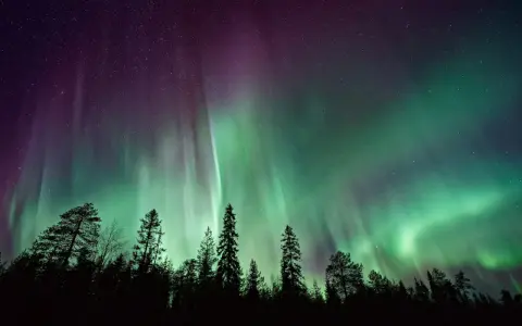 Nocne niebo nad lasem rozświetla zielono-fioletowa zorza polarna. Idealna tapeta dla aplikacji "zorza polarna".