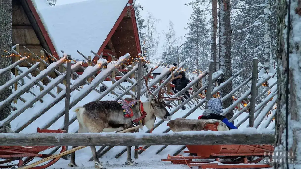 Śnieżny krajobraz w Rovaniemi, gdzie renifery czekają na przejażdżkę saniami. Mikołaj z Rovaniemi pewnie już szykuje się do podróży.