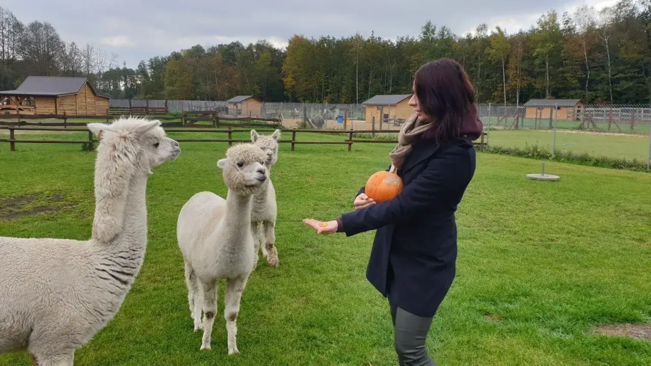 Miła pani karmi alpaki dynią i marchewką w mini zoo Dobronianka. Agroturystyka zaprasza!