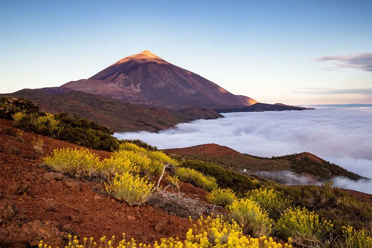 Krajobraz z górami i morzem chmur, na pierwszym planie żółte kwiaty. W oddali widać najwyższy szczyt Teneryfy, Pico del Teide.