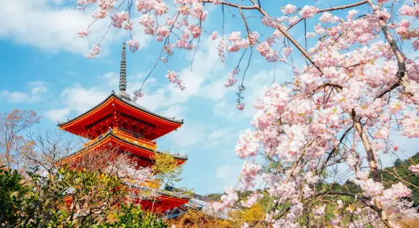 Piękna pagoda w Kioto, kiedy kwitną wiśnie w Japonii. Różowe kwiaty otaczają tradycyjną architekturę.